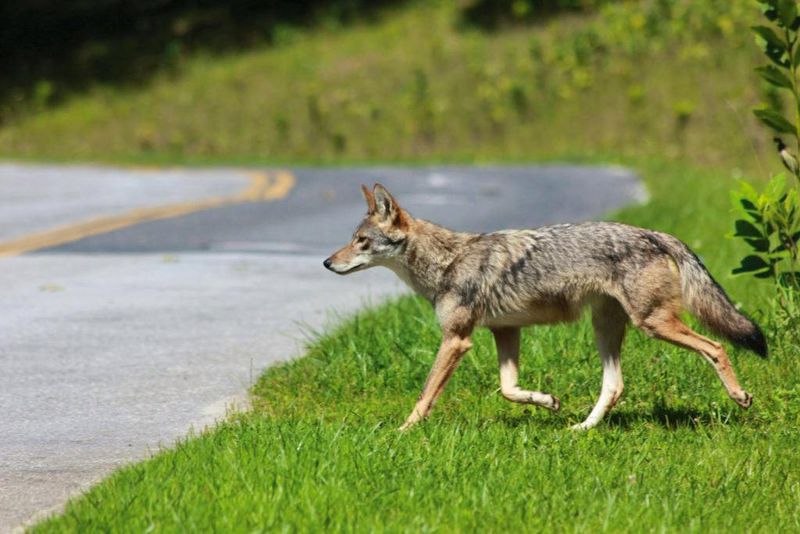If a coyote approaches, give it space