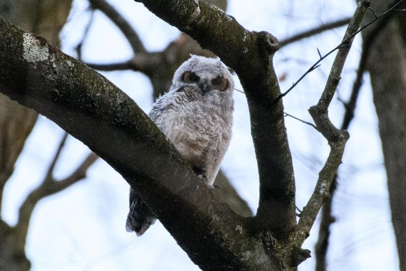 If an owl may be nesting, keep your distance
