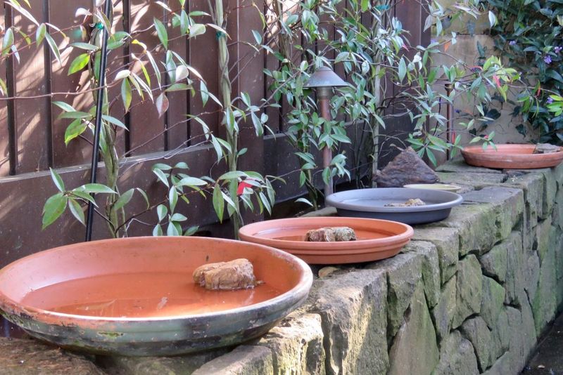 If you offer water, keep it clean