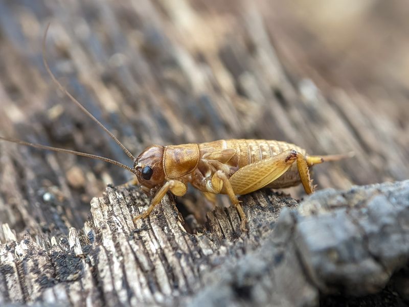Ignoring Crickets And Roaches Ignoring Crickets And Roaches