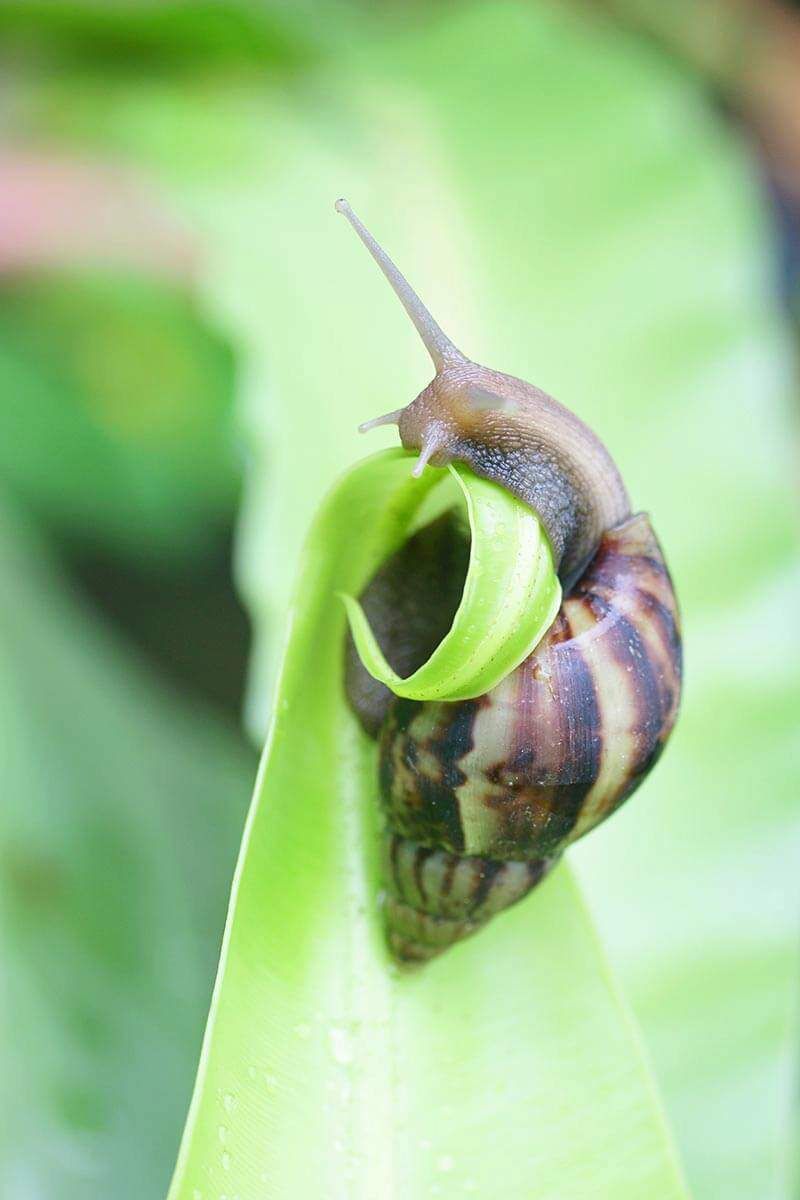 Ignoring Snails And Slugs