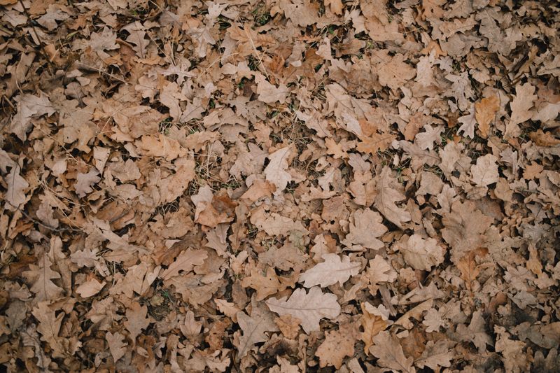 Ignoring Weeds And Fallen Leaves In Autumn Ignoring Weeds And Fallen Leaves In Autumn