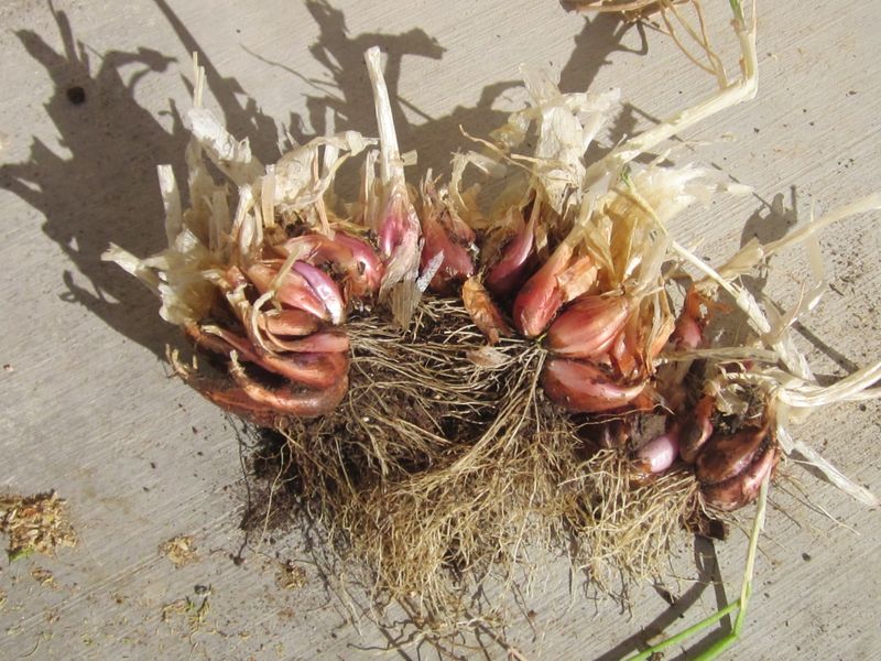 I'itoi Onions