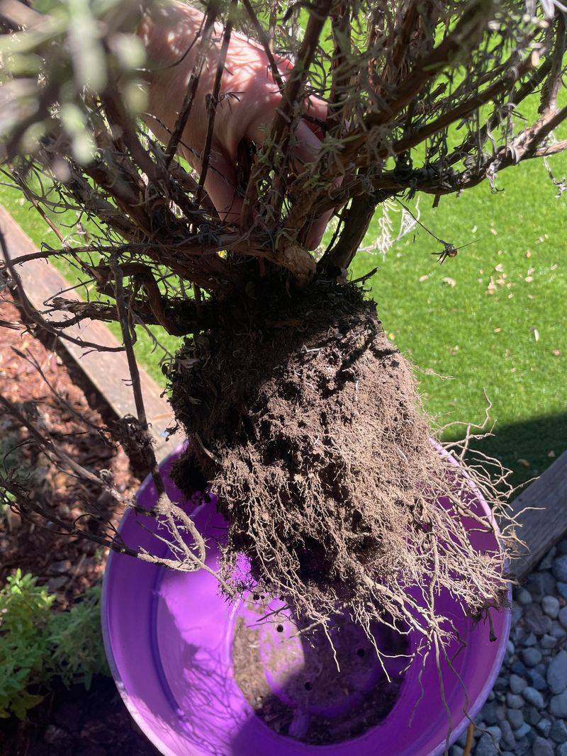 Improve Drainage Around The Roots