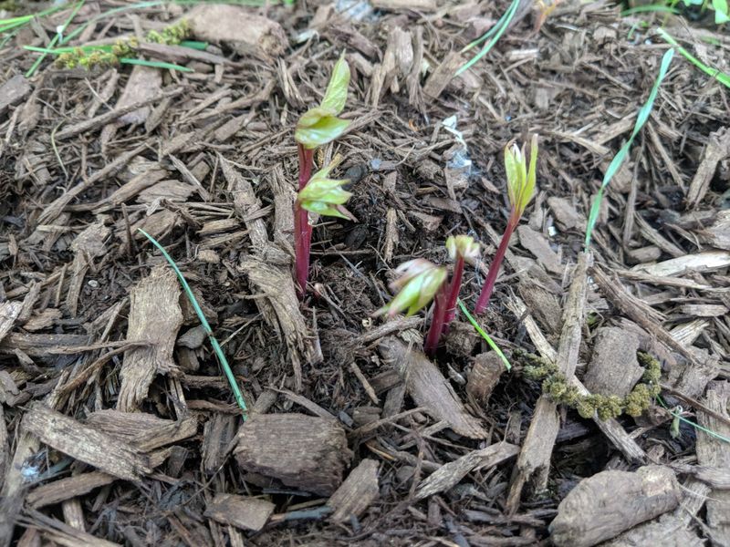 Improving The Light Now Sets Up Better Conditions For Spring