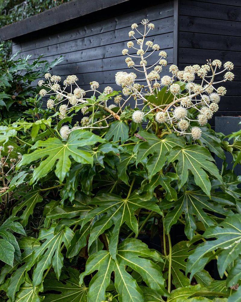 In Milder Areas, Fatsia's Bold Leaves Brighten A Gloomy Corridor In Milder Areas, Fatsia's Bold Leaves Brighten A Gloomy Corridor