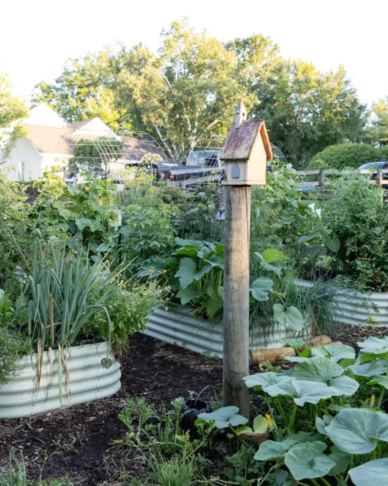 In Or Beside Your Garden Beds