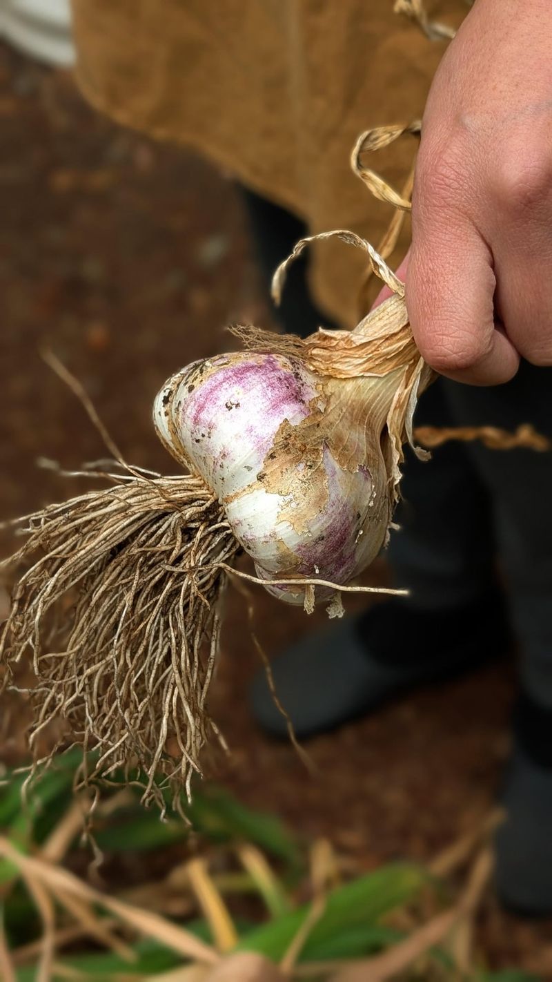 Inchelium Red Offers A Softneck With Flavor Inchelium Red Offers A Softneck With Flavor