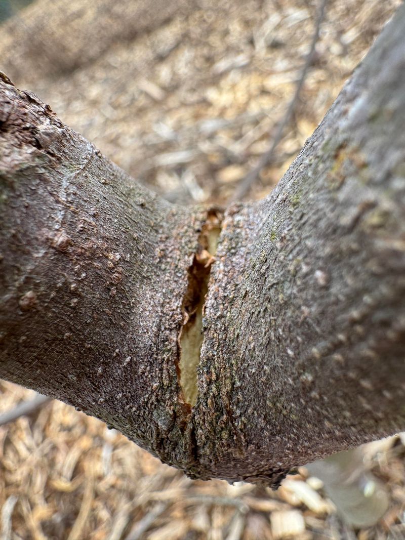 Included Bark Makes The Union Weak