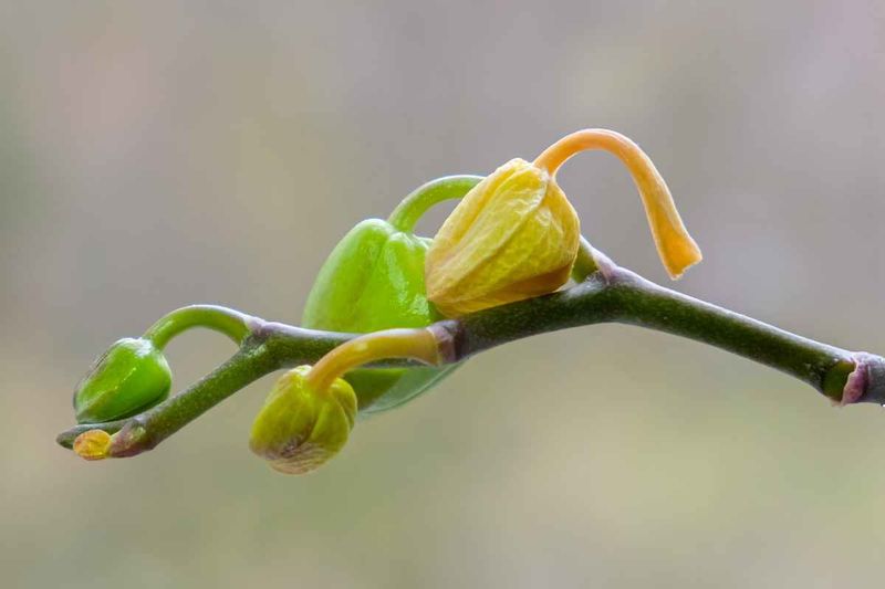 Inconsistent Moisture Swings Behind Bud Blast