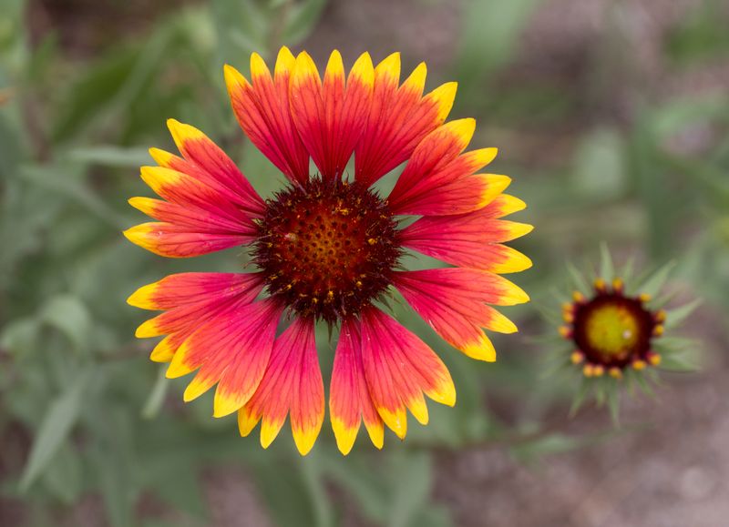 Indian Blanket Flower Indian Blanket Flower