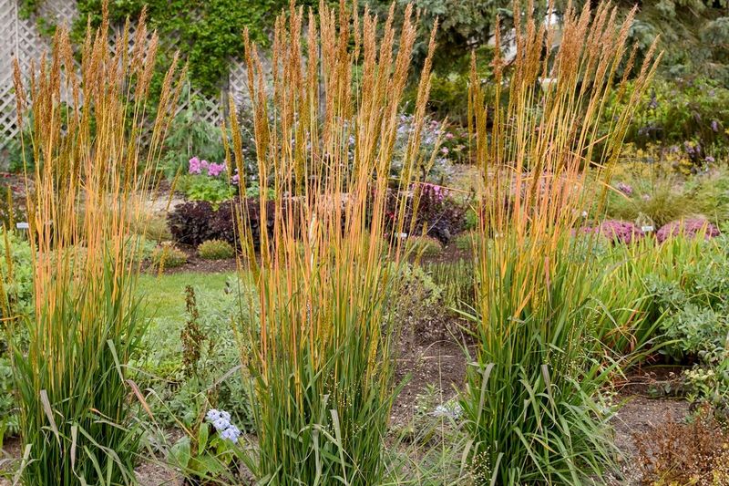 Indian Grass Brings More Height To Sunny Spots