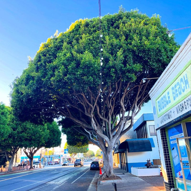 Indian Laurel Fig Indian Laurel Fig