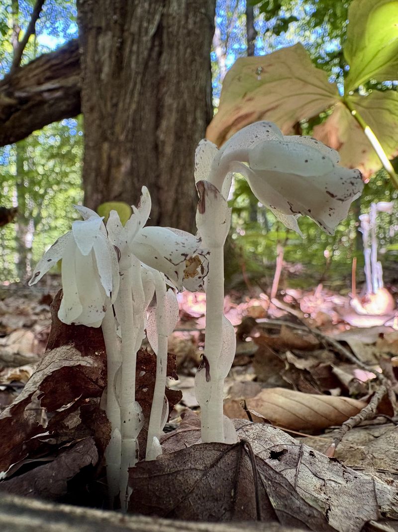 Indian Pipe Looks Like A Ghost Rising From The Forest Floor Indian Pipe Looks Like A Ghost Rising From The Forest Floor