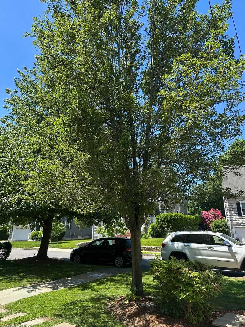 Indiana Rules On Callery Pear Are Still Catching Up
