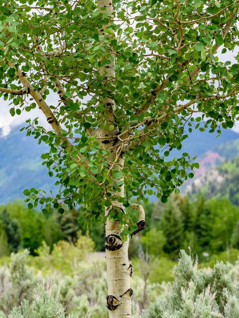 Individual Trunks Are Short-Lived, But The Grove Renews Itself Individual Trunks Are Short-Lived, But The Grove Renews Itself