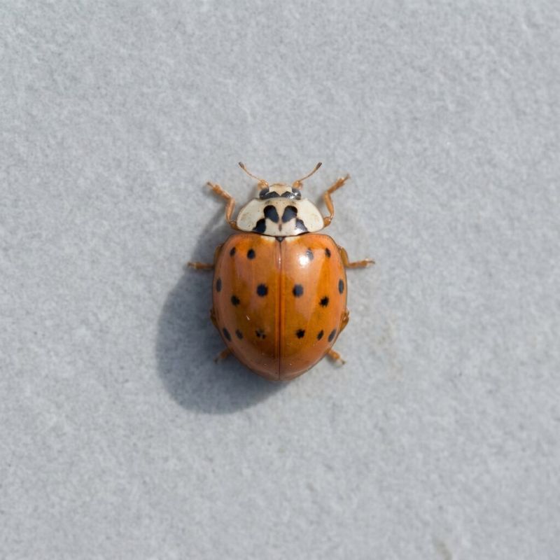 Indoor Fall Visitors Are Typically The Asian Species, Not Native Ladybugs Indoor Fall Visitors Are Typically The Asian Species, Not Native Ladybugs