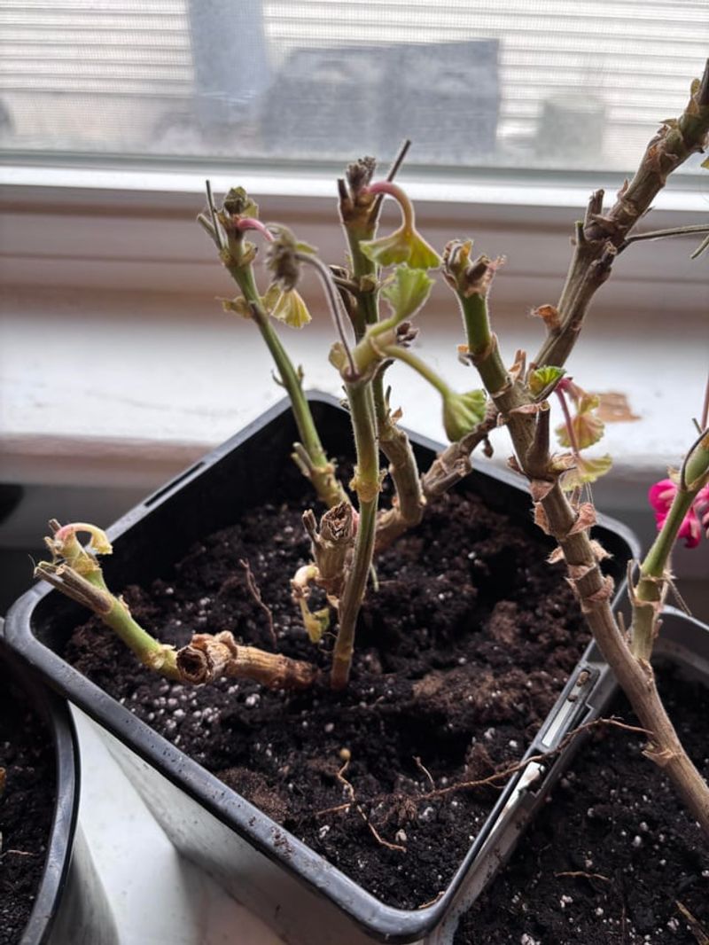Indoor Geraniums Need Less Food In Winter
