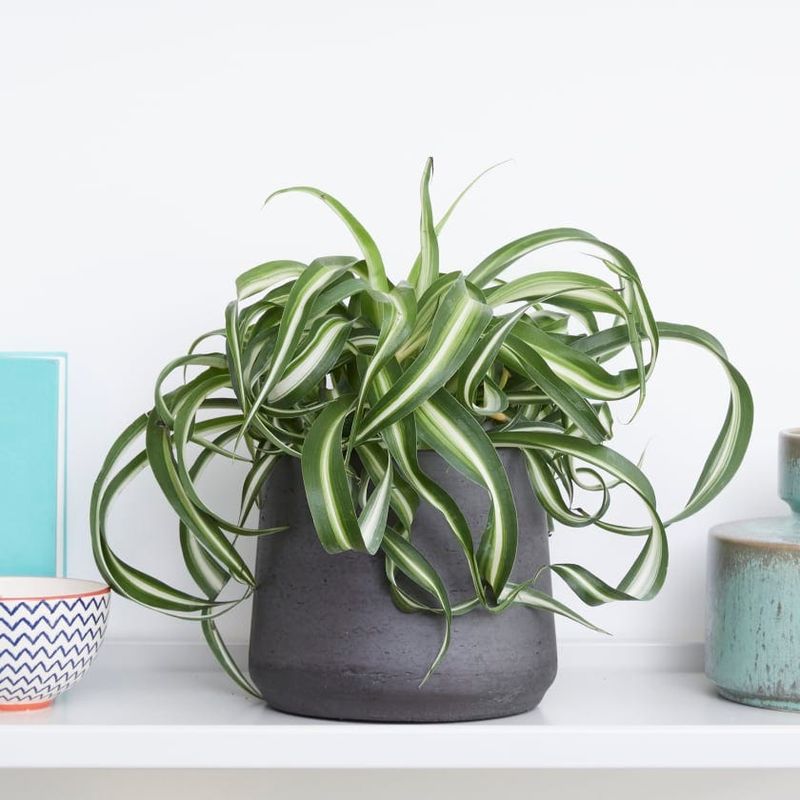 Indoor Plants Can Help Lower Stress Indoor Plants Can Help Lower Stress