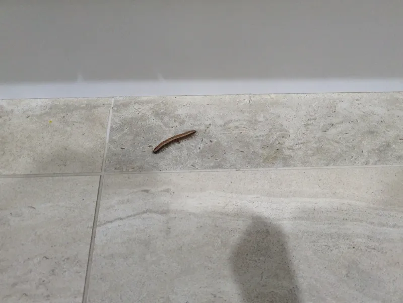 Indoor Sprays Are Usually Unnecessary For Millipede Control