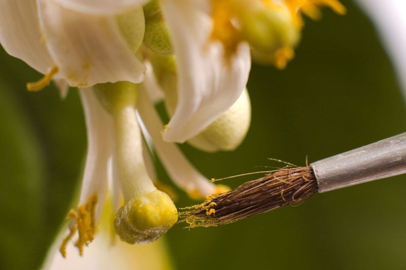Indoors, You Have To Play The Role Of The Bee Indoors, You Have To Play The Role Of The Bee