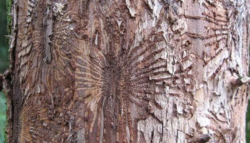 Infected Elms Left Unburned In Belpre Infected Elms Left Unburned In Belpre