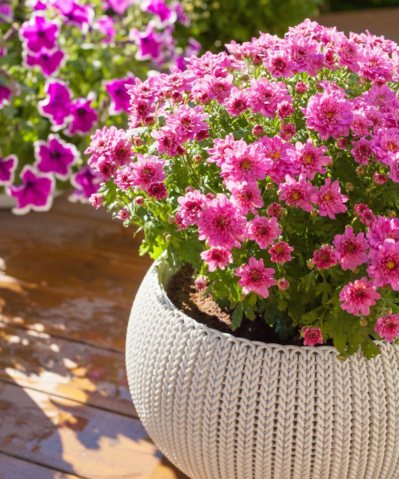 Infected Plants Can Spread The Disease To Healthy Mums Infected Plants Can Spread The Disease To Healthy Mums
