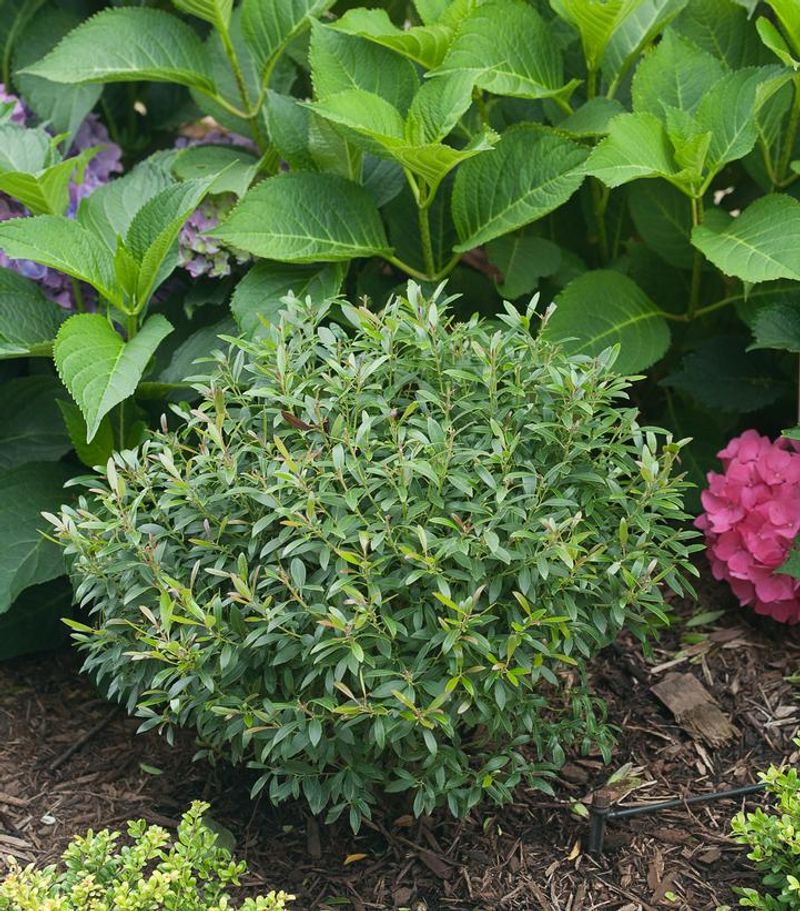 Inkberry Holly 'Gem Box' Inkberry Holly 'Gem Box'