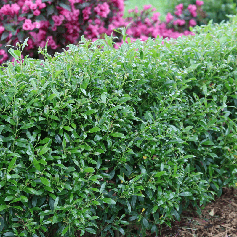 Inkberry Holly Is A Low Maintenance Favorite Inkberry Holly Is A Low Maintenance Favorite