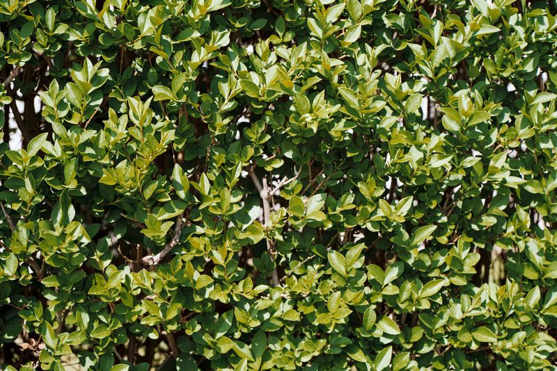 Inkberry Holly Keeps Hedges Green Through Winter Inkberry Holly Keeps Hedges Green Through Winter