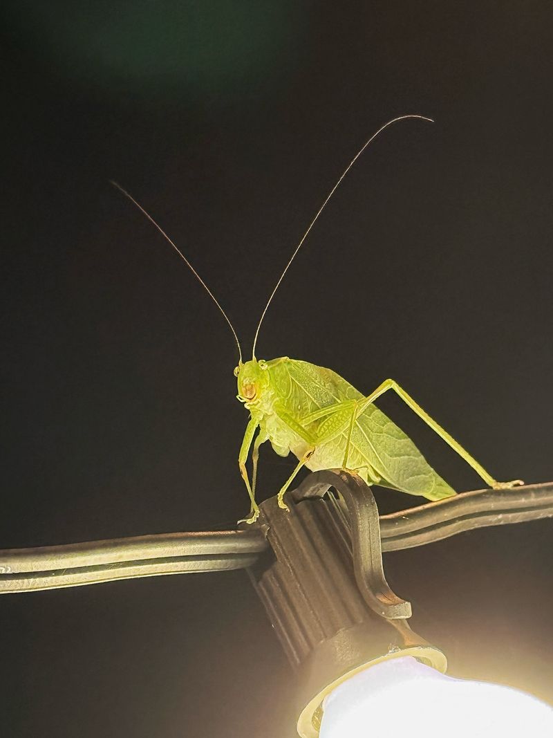 Insect Choruses Fade As Nights Turn Cold