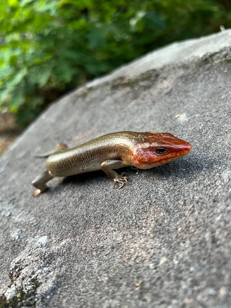 Insects And Other Small Prey Make Up Much Of Their Diet