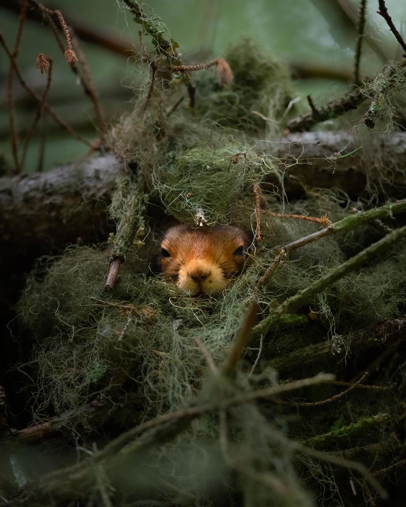 Inside A Drey, Shredded Bark Makes A Snug Squirrel Mattress Inside A Drey, Shredded Bark Makes A Snug Squirrel Mattress