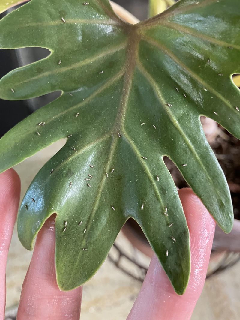 Inspect Both Sides Of Every Leaf