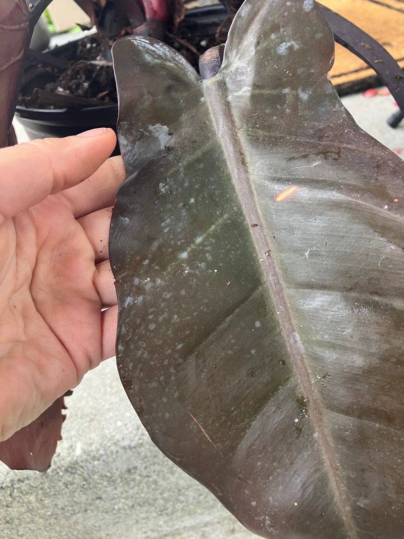 Inspect Every Leaf Before It Crosses The Door Inspect Every Leaf Before It Crosses The Door