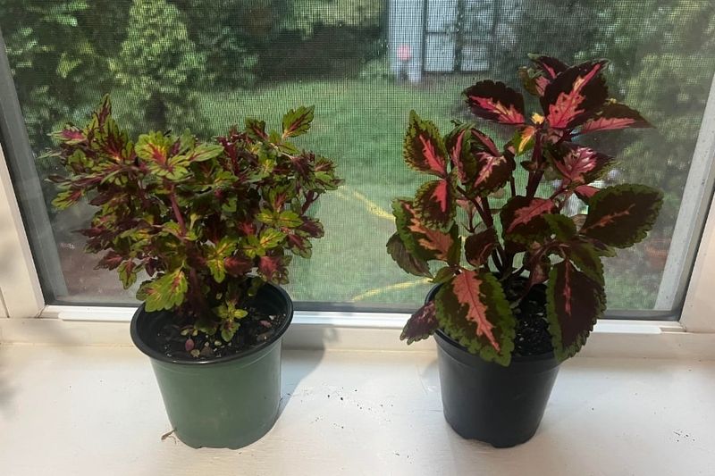 Inspect For Pests Before Bringing Coleus Indoors