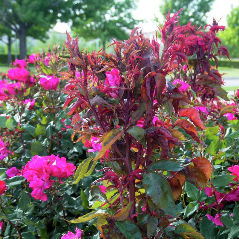Inspect For Rose Rosette Disease
