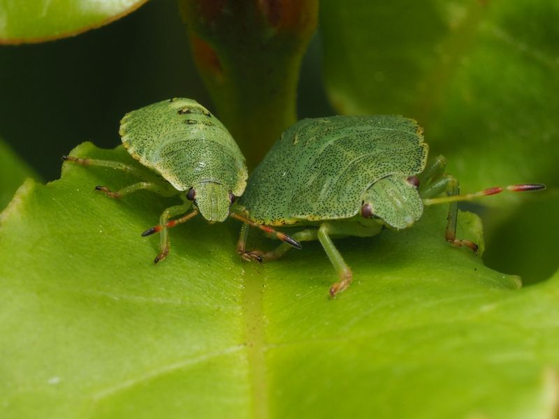 Inspect Leaves For Hitchhiking Bugs Inspect Leaves For Hitchhiking Bugs