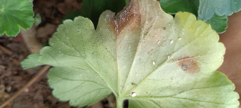 Inspect Leaves For Whiteflies And Aphids Inspect Leaves For Whiteflies And Aphids