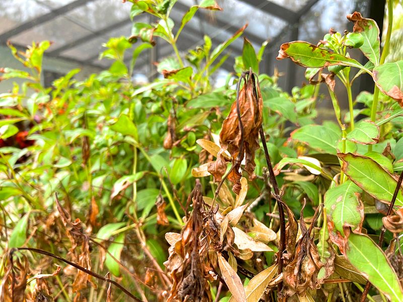 Inspect Leaves For Windburn, Torn Foliage, And Salt Damage Inspect Leaves For Windburn, Torn Foliage, And Salt Damage