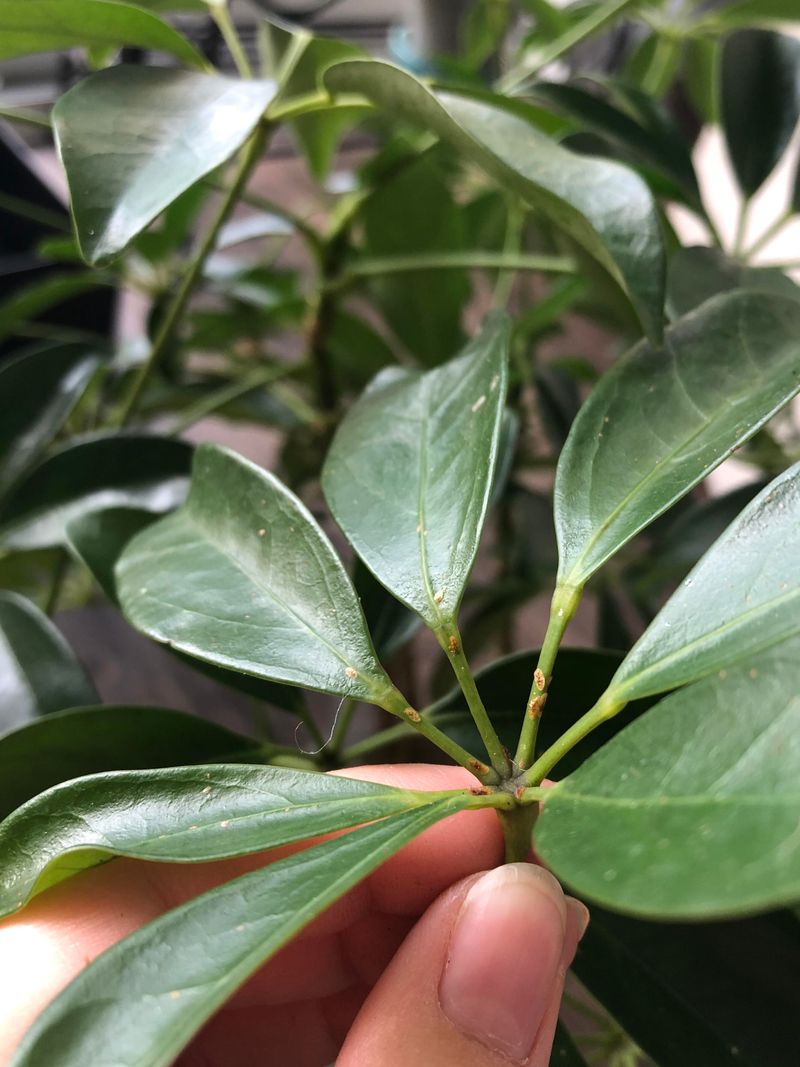 Inspect New Plants And Protect Natural Enemies