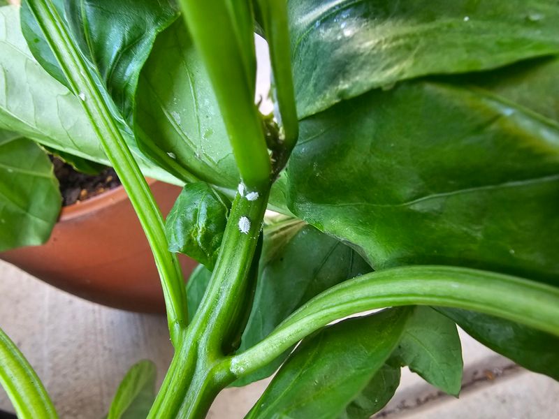 Inspect Stems And Leaf Joints Closely