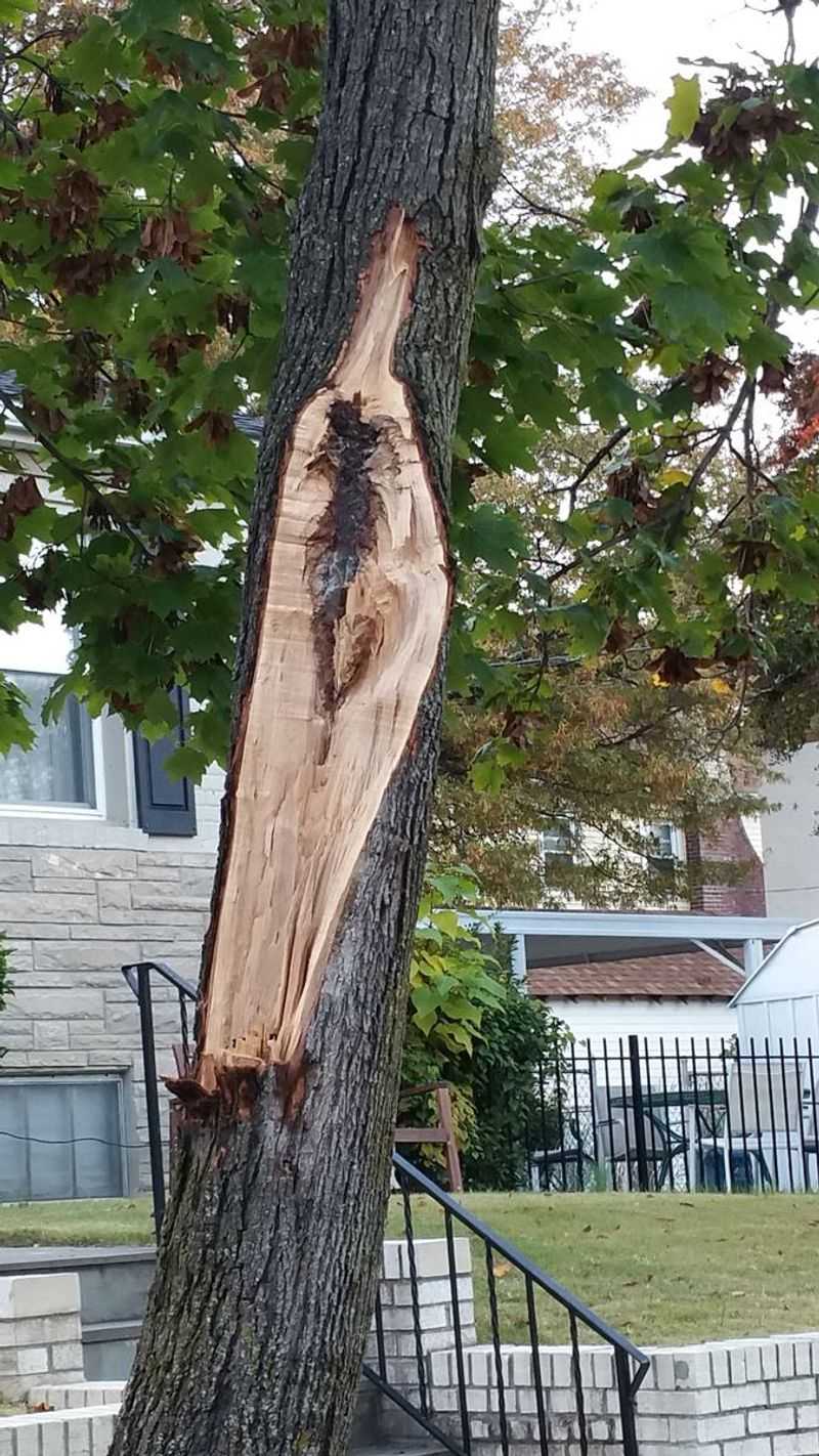 Inspect The Bark Damage On Your Tree