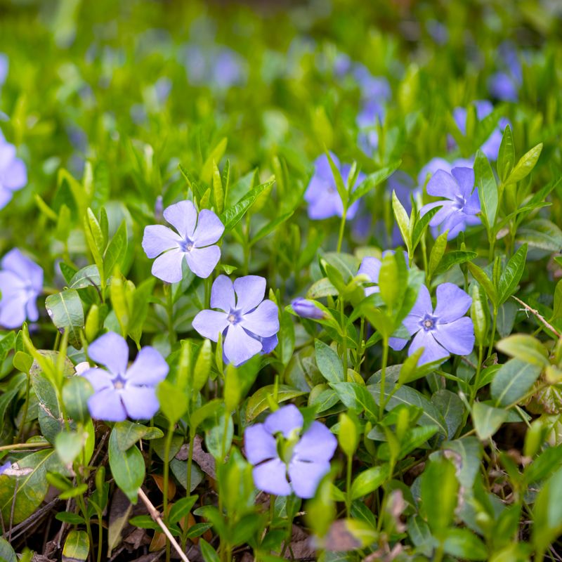 Invasive Cuttings That Root Easily Invasive Cuttings That Root Easily