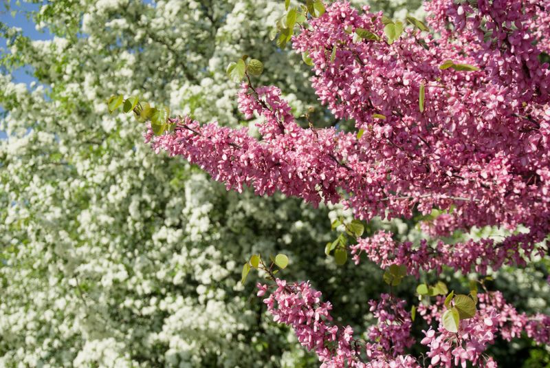 Invasive Ornamental Plants Invasive Ornamental Plants