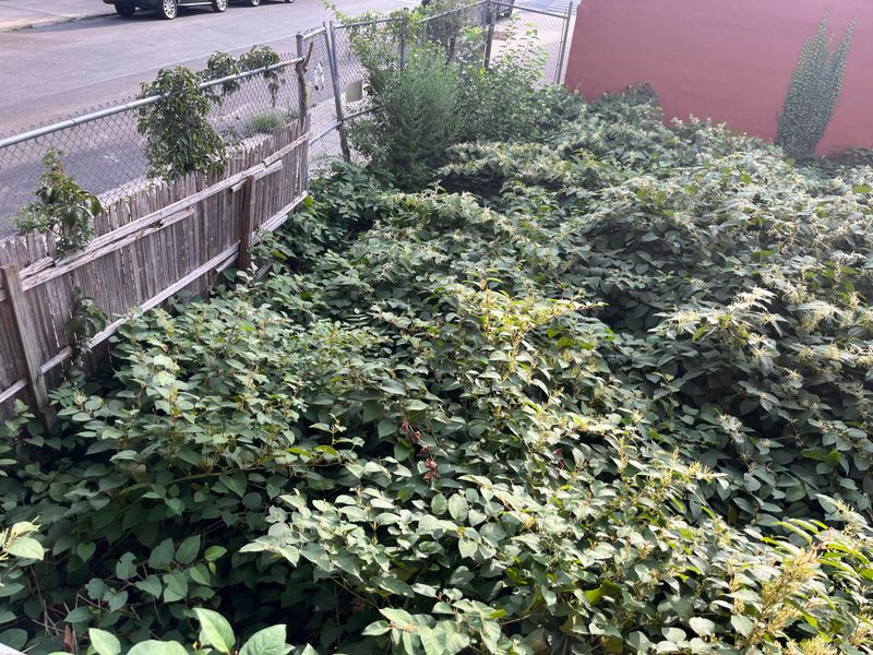 Invasive Plants Like Autumn Olive And Knotweed Invasive Plants Like Autumn Olive And Knotweed