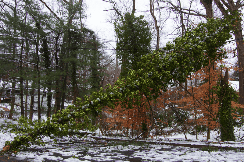 Invasive Plants That Can Resprout