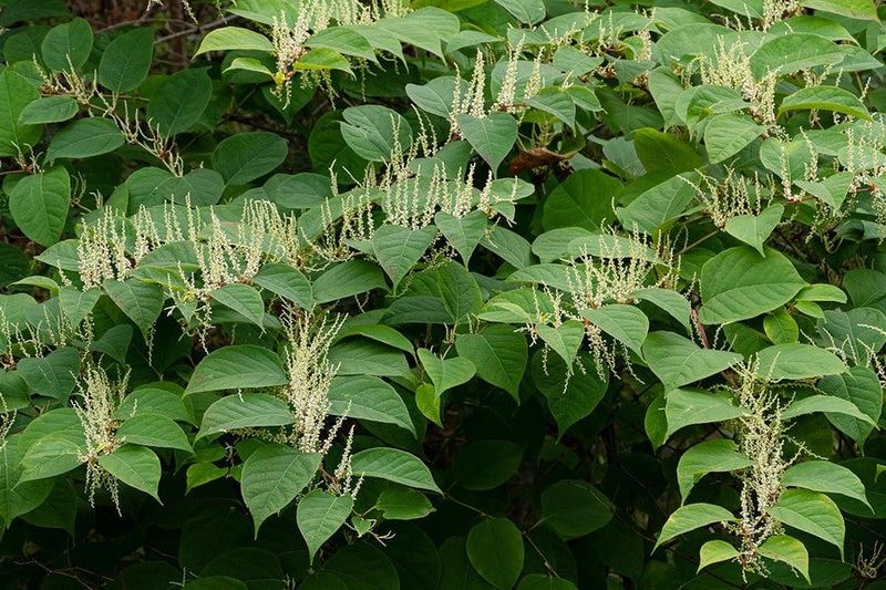 Invasive Plants That Resprout From Roots