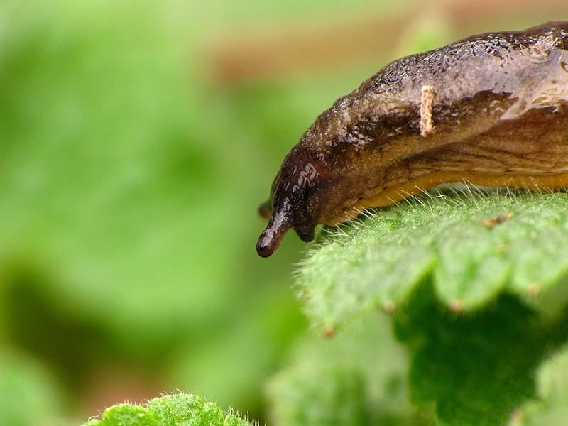 Invasive Slugs Thrive In Oregon Gardens Invasive Slugs Thrive In Oregon Gardens
