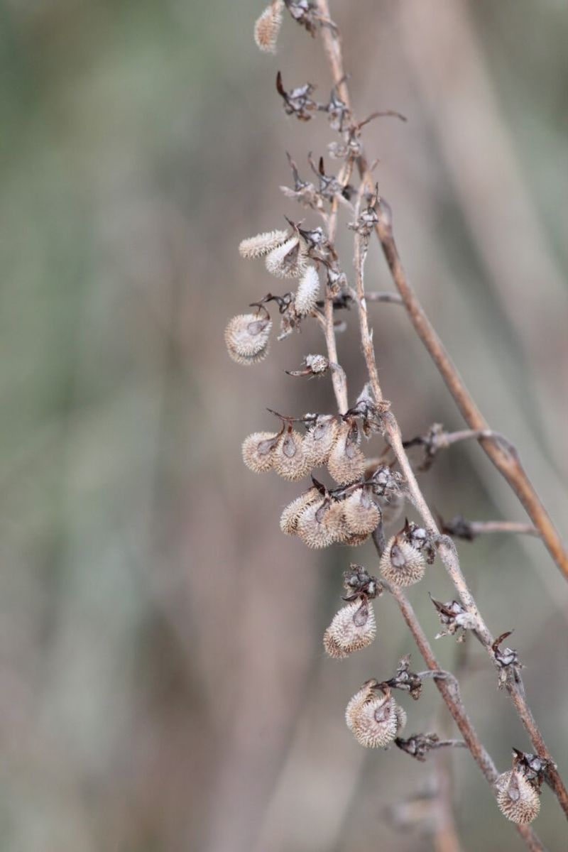 Invasive Weed Seeds Invasive Weed Seeds